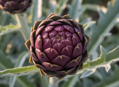 Artichoke