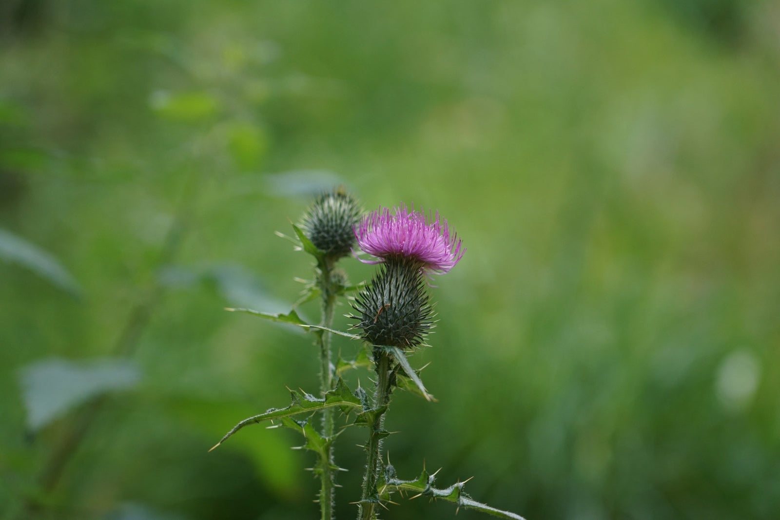 Milk Thistle