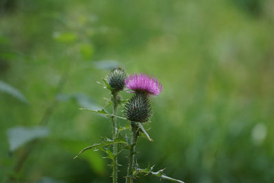 Milk Thistle