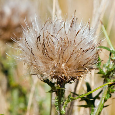 Milk Thistle