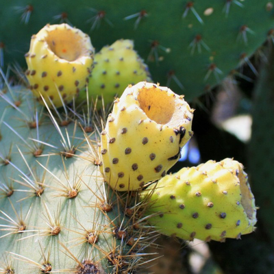 Prickly Pear